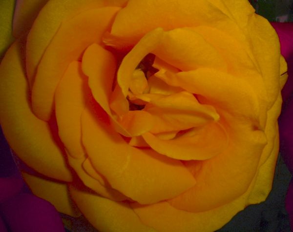 yellow rose through the green